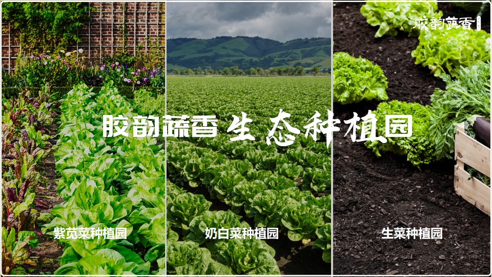 生鲜农场项目PPT策划设计(图7) 生鲜蔬菜企业介绍PPT,企业介绍PPT,蔬菜生鲜项目策划,果蔬项目策划设计,农场项目策划设计(图7)